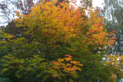 IMG_20170930_101236