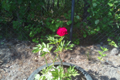 IMG_20180603_151649