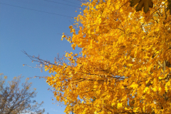 IMG_20181013_152934
