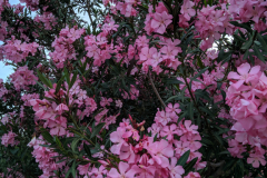 IMG_20190522_192859