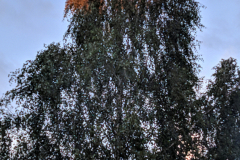 IMG_20190709_204054
