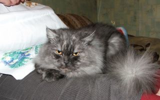dscf0233 dscf0233