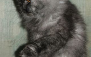 dscf0238 dscf0238